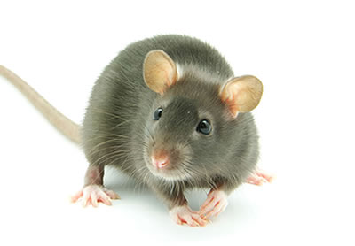 zur Seite Mäuse-/Rattenbekämpfung